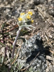 Artemisia glacialis