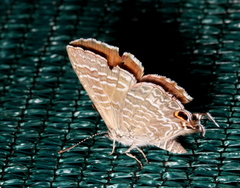 Theclinesthes