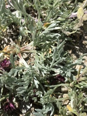 Artemisia glacialis