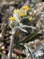 Artemisia glacialis