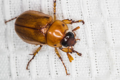 Cyclocephala pasadenae