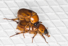 Cyclocephala pasadenae