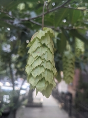 Carpinus japonica
