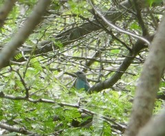 Thraupis glaucocolpa