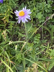 Aster alpinus