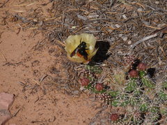 Xylocopa californica arizonensis