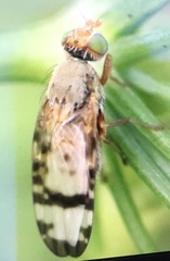 Sphenella marginata