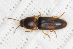 Conoderus california a