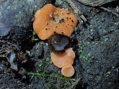 Pulvinula laeterubra