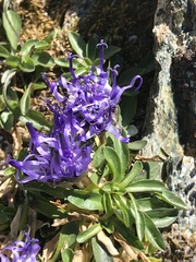 Phyteuma globulariifolium