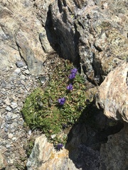 Phyteuma globulariifolium