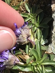 Phyteuma globulariifolium