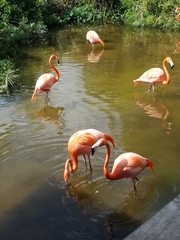 Phoenicopteriformes