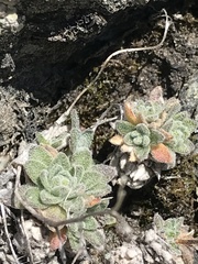 Draba dubia