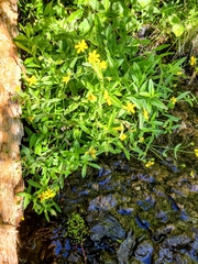 Arnica amplexicaulis