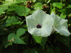 Melitoma taurea