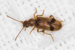 Notoxus desertus