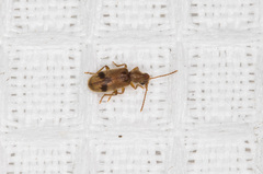 Notoxus desertus