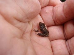 Arthroleptides yakusini