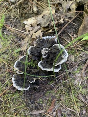 Thelephora cuticularis
