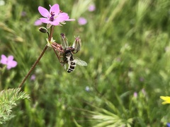 Entomophthora syrphi
