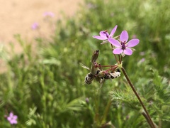 Entomophthora syrphi