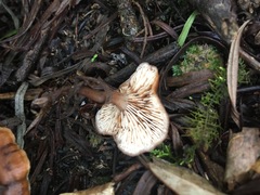 Lentinellus tasmanicus