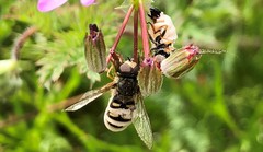 Entomophthora syrphi