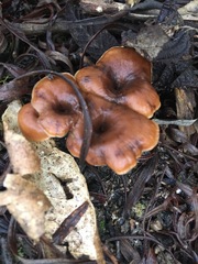 Lentinellus tasmanicus