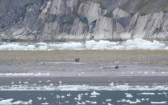 Hippocamelus bisulcus