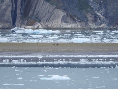 Hippocamelus bisulcus