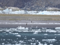 Hippocamelus bisulcus