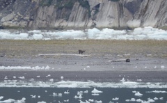 Hippocamelus bisulcus