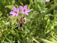 Entomophthora syrphi