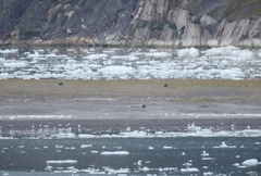 Hippocamelus bisulcus