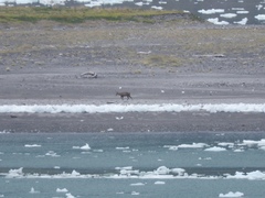 Hippocamelus bisulcus