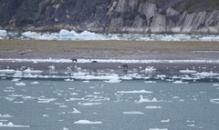 Hippocamelus bisulcus