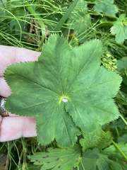Alchemilla glabra