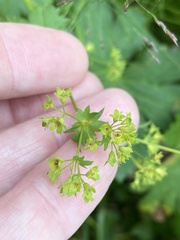 Alchemilla glabra