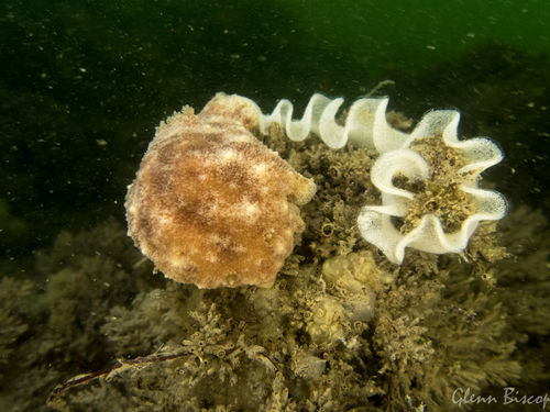 Geitodoris planata