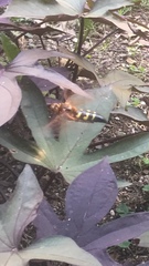 Sphecius speciosus