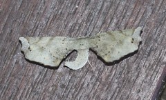 Parepisparis excusata