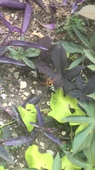 Sphecius speciosus