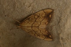 Evergestis pallidata