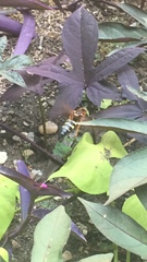 Sphecius speciosus