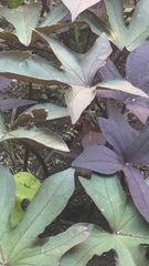 Sphecius speciosus