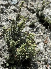 Galium parishii