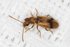 Notoxus desertus