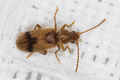 Notoxus desertus