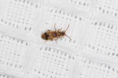 Notoxus desertus